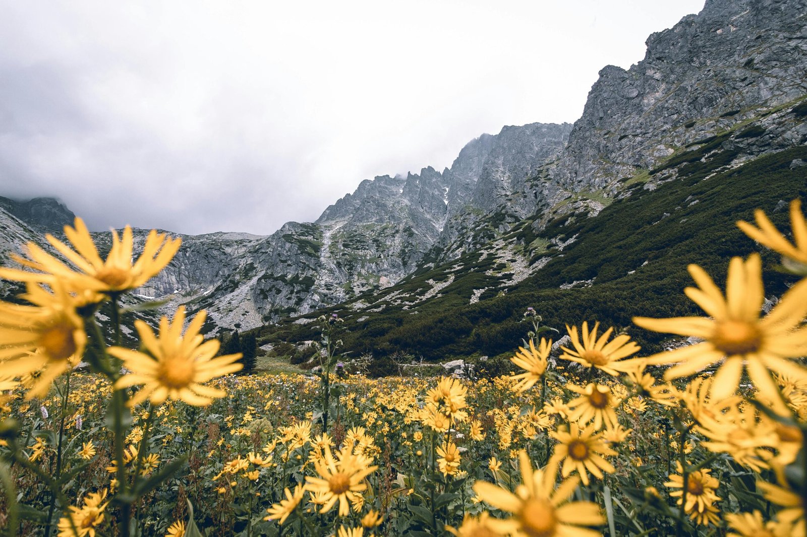 Scenic view of yellow wildflowers against Vysoké Tatry mountains under a cloudy sky in Slovakia.